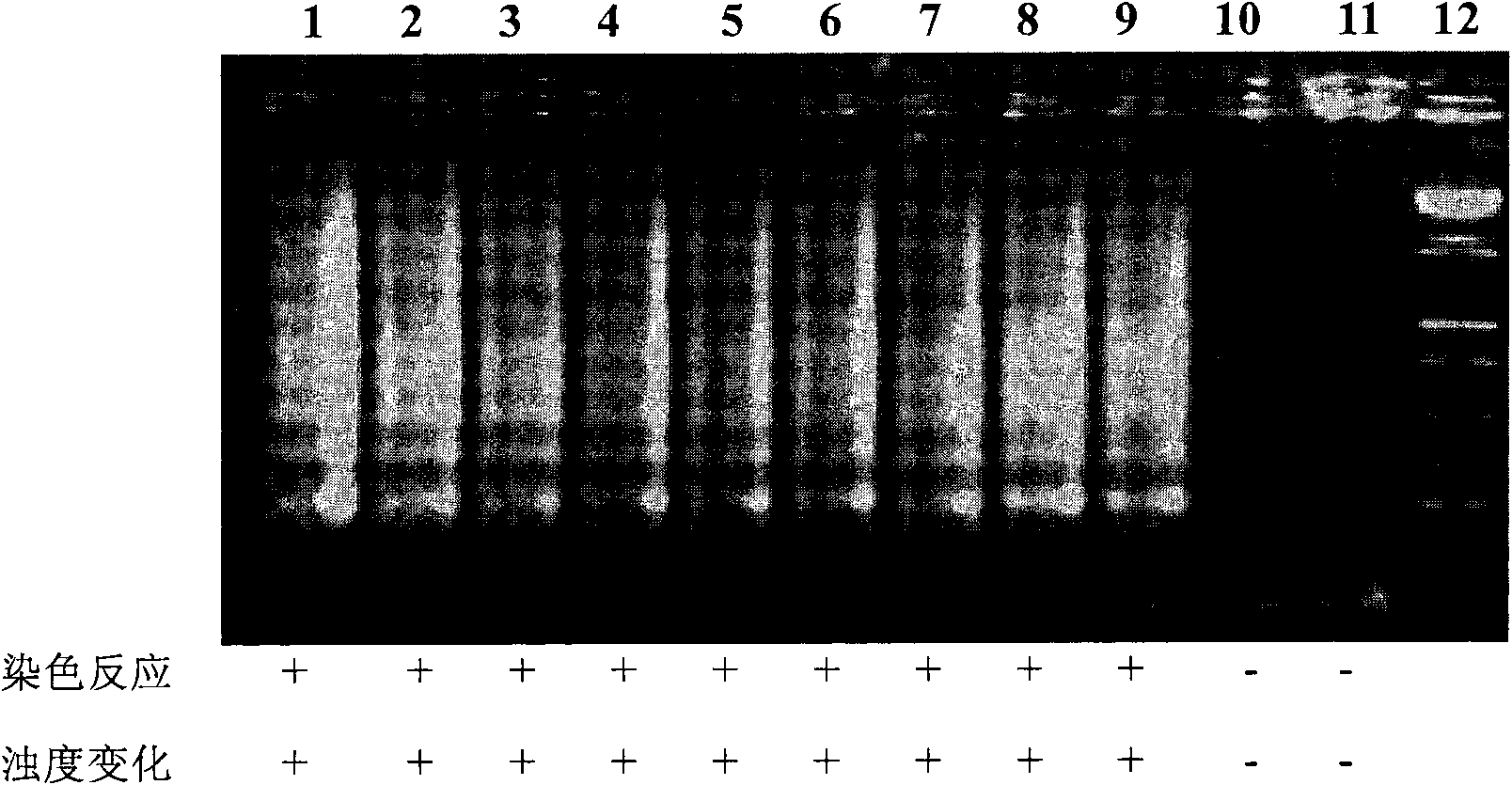 Kit and oligonucleotide sequences for detecting rotavirus A