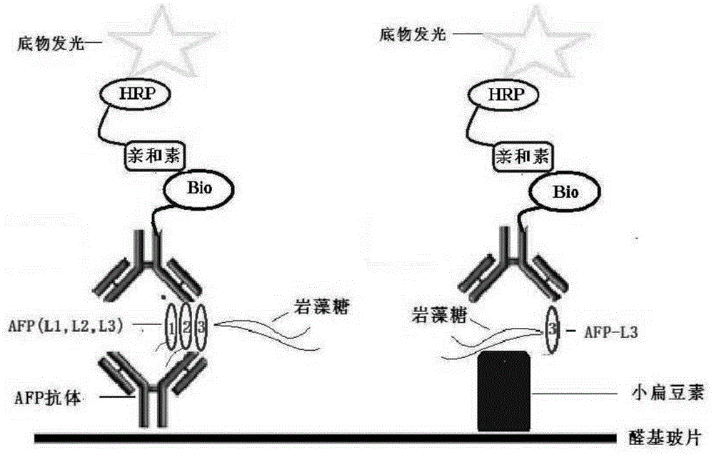 Chemical luminescent protein chip, kit and detection method for detecting fucose index of seroglycoid