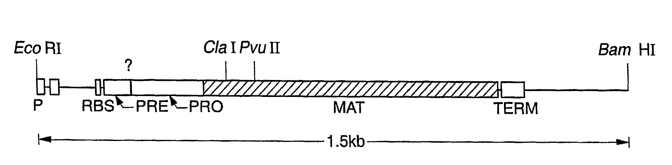 Proteases producing an altered immunogenic response and methods of making and using the same