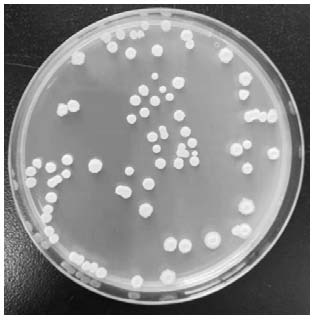 Bacillus velezensis HP-24 and application thereof in preparation of liquid for preventing and treating melon bacterial fruit blotch