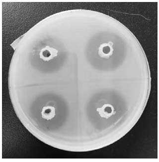 Bacillus velezensis HP-24 and application thereof in preparation of liquid for preventing and treating melon bacterial fruit blotch