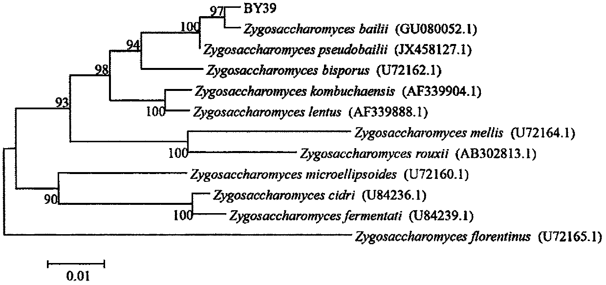 Zygosaccharomyces bailii used for control of postharvest diseases of fruits and vegetables as well as preparation and application method thereof