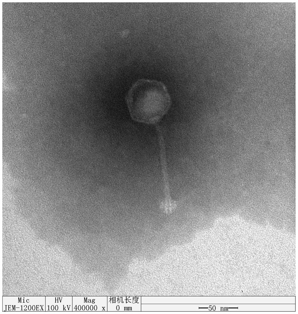 Wide-splitting-spectrum ultraviolet-resistant proteus mirabilis bacteriophage, composition thereof, kit and application of proteus mirabilis bacteriophage