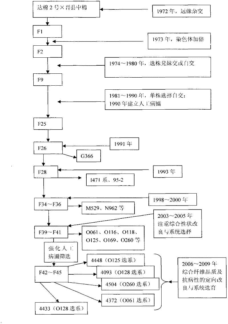 Breeding method of new high-quality cotton line with resistance to blight and verticillium wilt