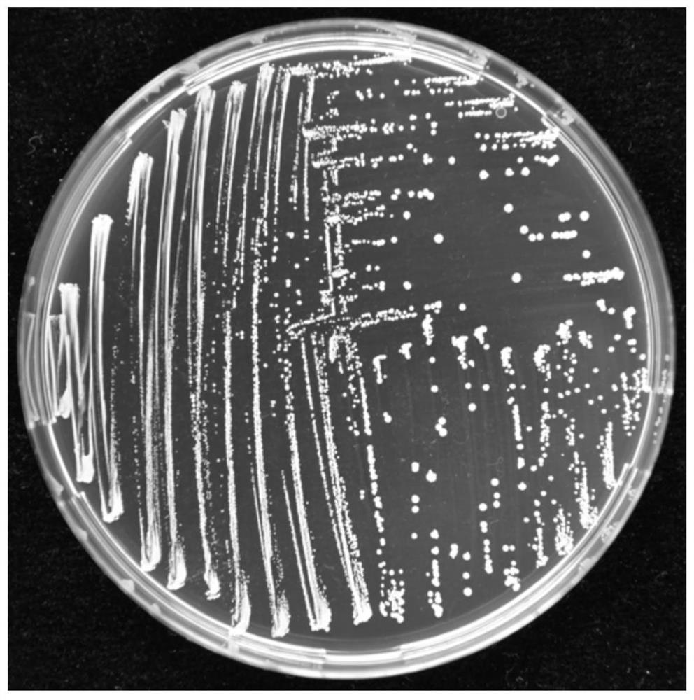 A kind of degrading bacteria of pyrethroid insecticide and its application