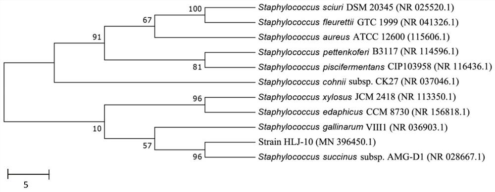 A kind of degrading bacteria of pyrethroid insecticide and its application