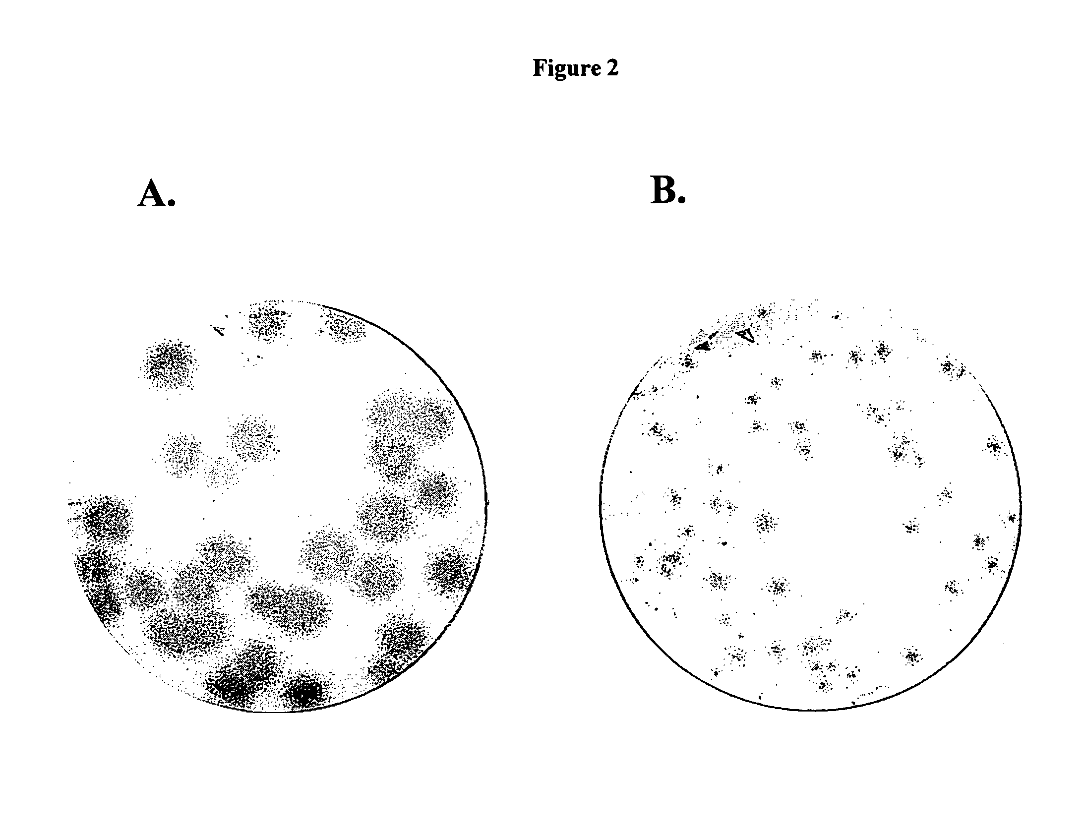 2′-branched nucleosides and Flaviviridae mutation