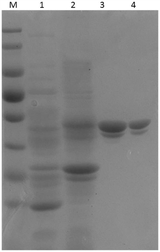 Hybridoma cell strain capable of stably secreting monoclonal antibody against novel coronavirus nucleocapsid protein as well as establishment method and application of hybridoma cell strain