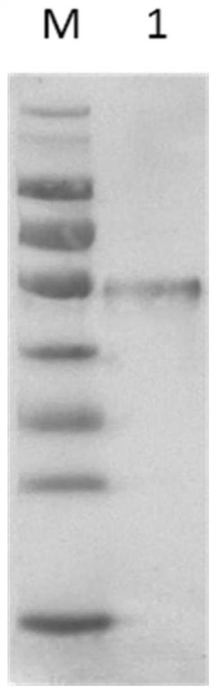 Hybridoma cell strain capable of stably secreting monoclonal antibody against novel coronavirus nucleocapsid protein as well as establishment method and application of hybridoma cell strain