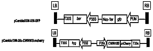 A method for the establishment of a high-efficiency onion transient expression system mediated by Agrobacterium