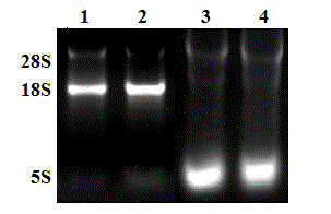 Method for collecting hypophysis and hypothalamo of goat