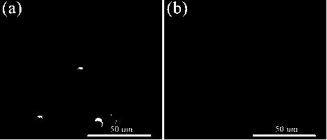 Polyether-ether-ketone composite material and preparation method and application thereof