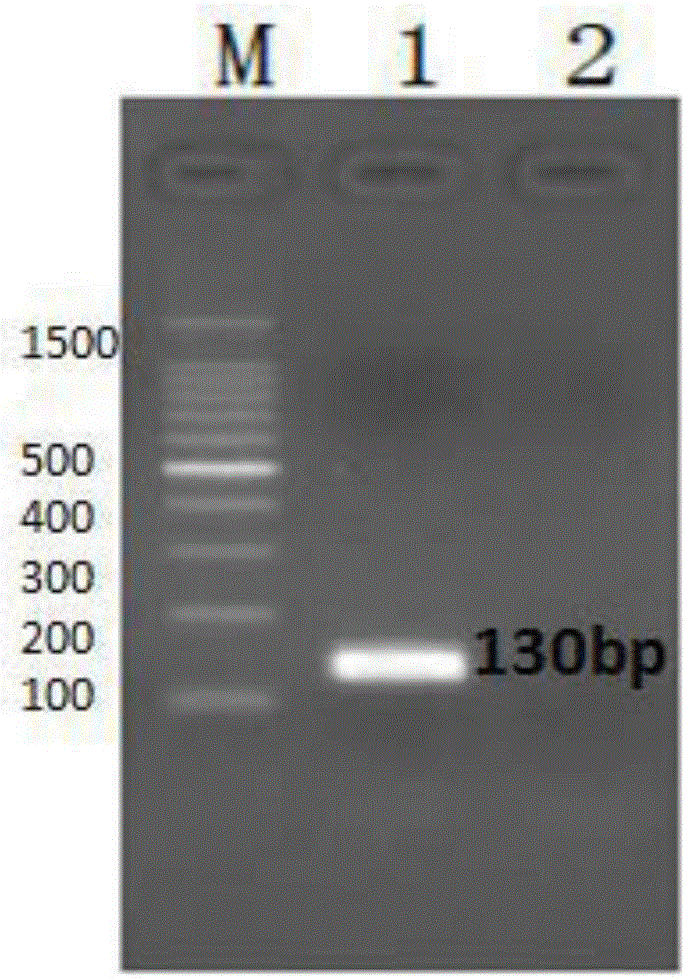 Primer for real-time fluorescent quantitative PCR rapid detection of vibrio parahaemolyticus toxR gene of marine product and kit of primer