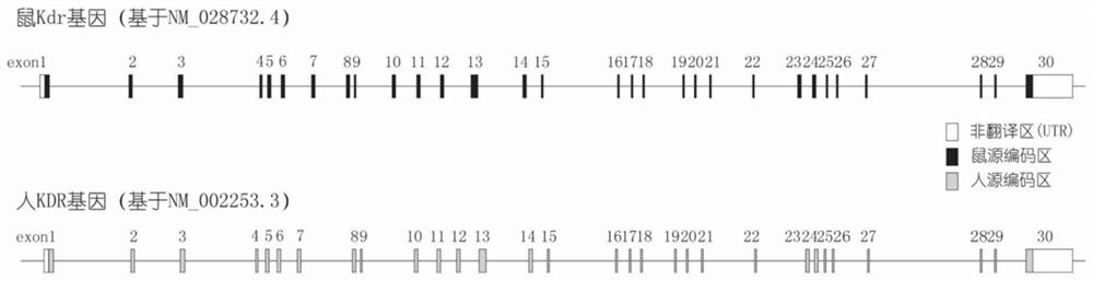 Construction method and application of humanized KDR gene modified animal model