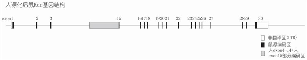 Construction method and application of humanized KDR gene modified animal model