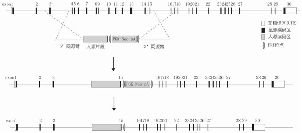 Construction method and application of humanized KDR gene modified animal model