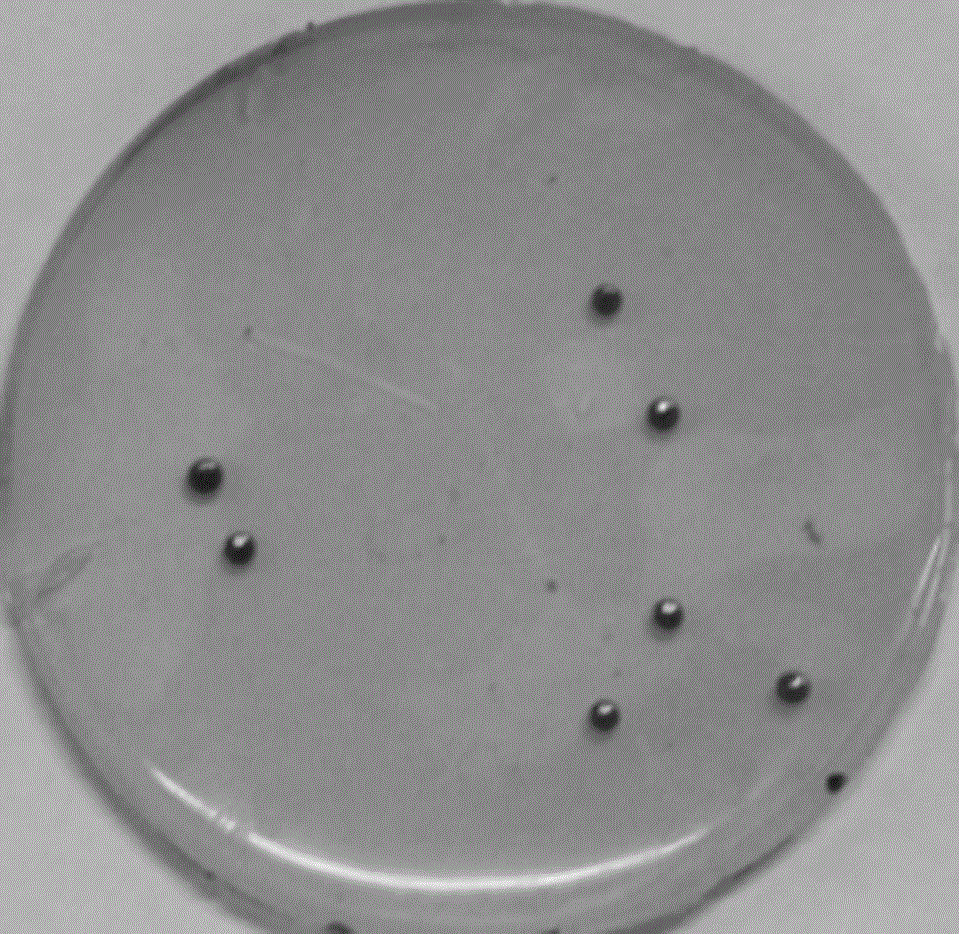 Serratia marcescens and separation method and application thereof