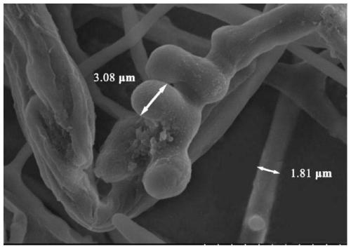 Phomopsis sp. strain and application thereof in performing biotransformation on celastrol