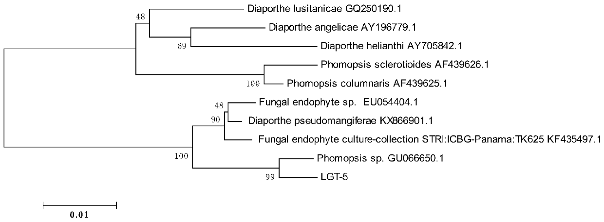 Phomopsis sp. strain and application thereof in performing biotransformation on celastrol