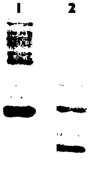 Truncated rotavirus vp8 protein and use thereof