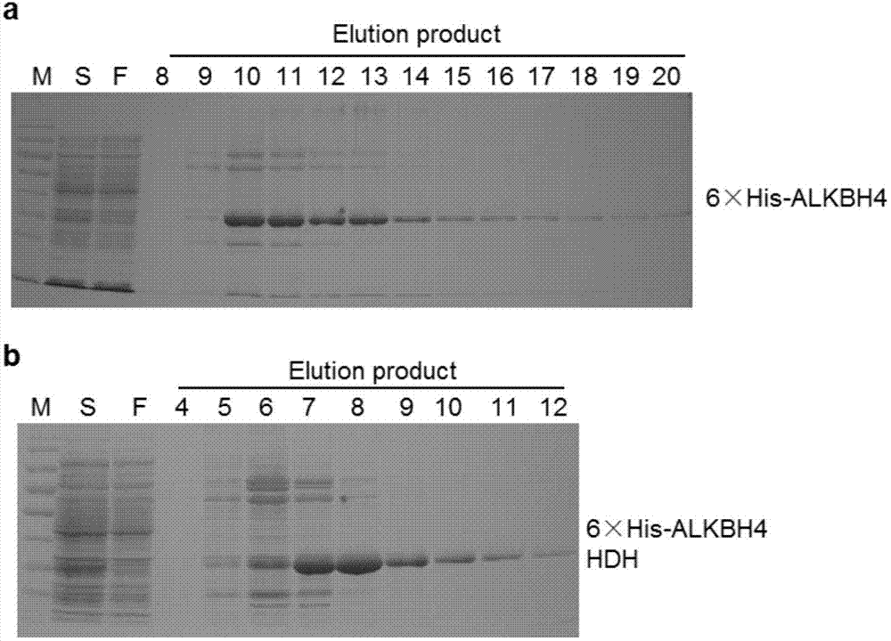 Applications of gene and protein coded thereby to promotion of cell cytoplasm cleavage and cell proliferation as well as research and development of drugs