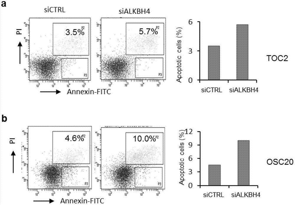 Applications of gene and protein coded thereby to promotion of cell cytoplasm cleavage and cell proliferation as well as research and development of drugs