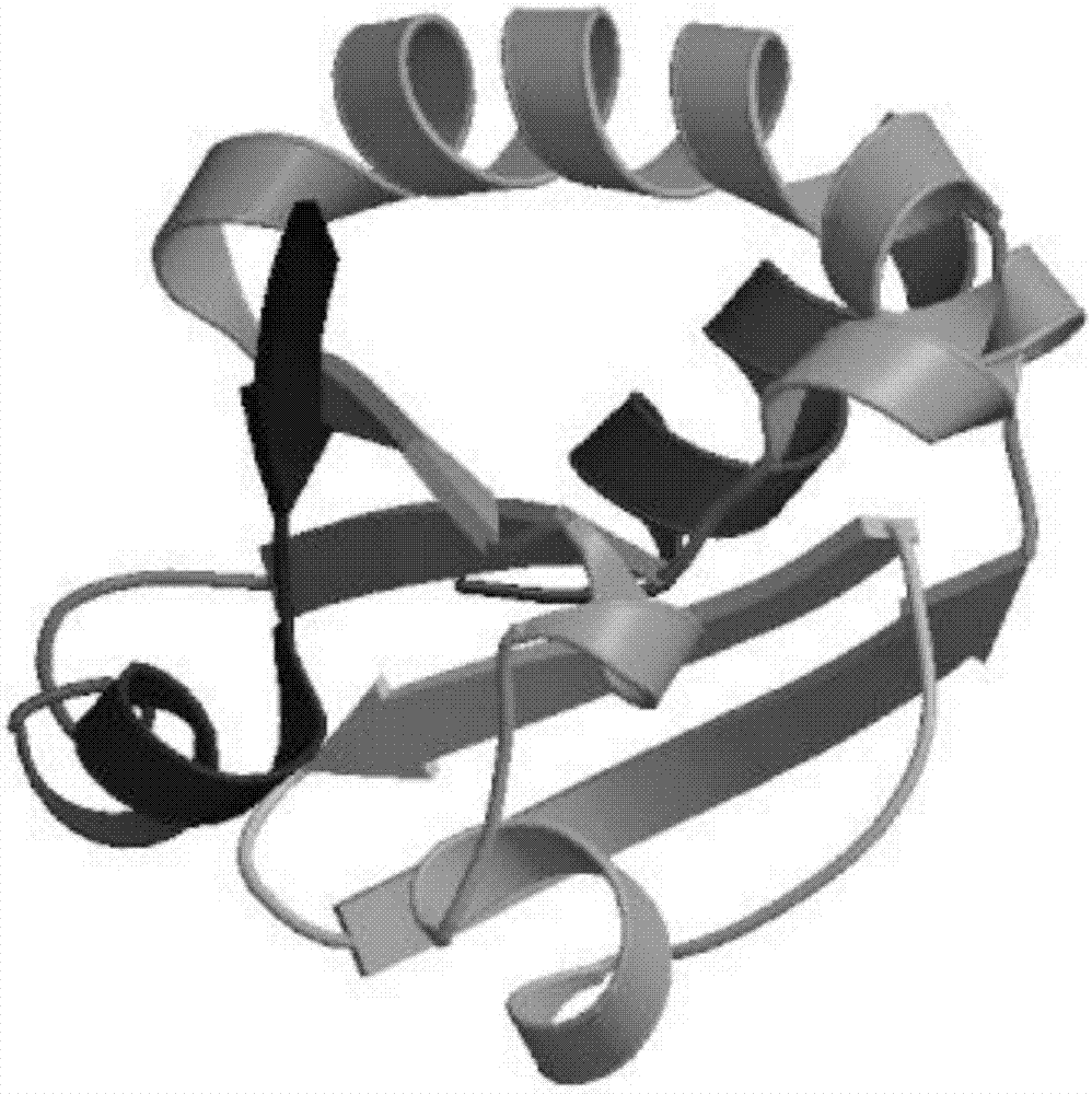 Escherichia coli fusion expression plectasin, preparation method and application thereof