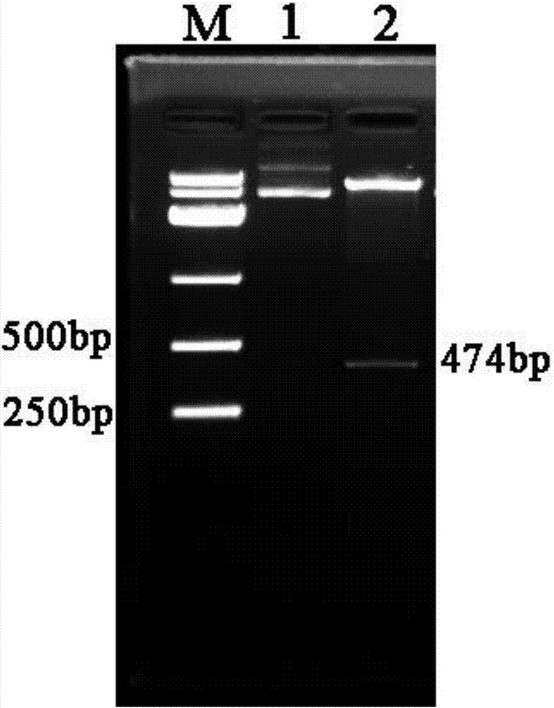 Escherichia coli fusion expression plectasin, preparation method and application thereof