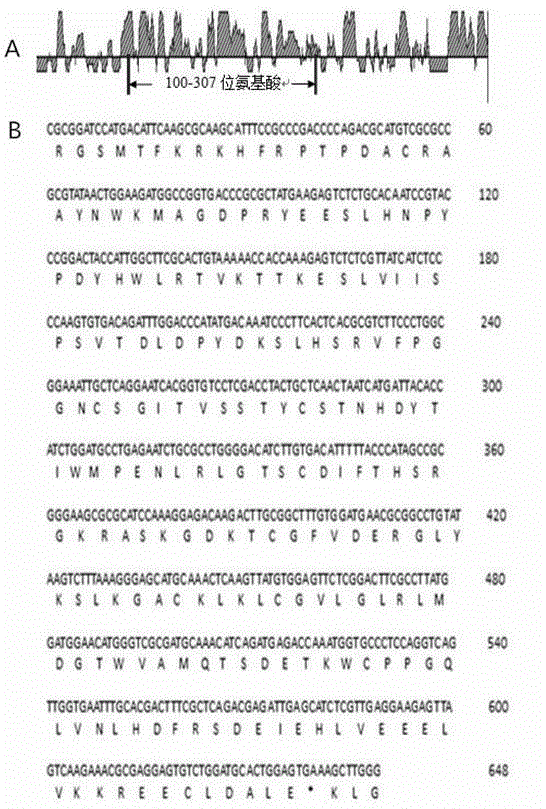 Expressed rabies virus glycoprotein optimized through gene modification and monoclonal antibody and application thereof