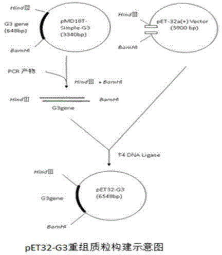 Expressed rabies virus glycoprotein optimized through gene modification and monoclonal antibody and application thereof