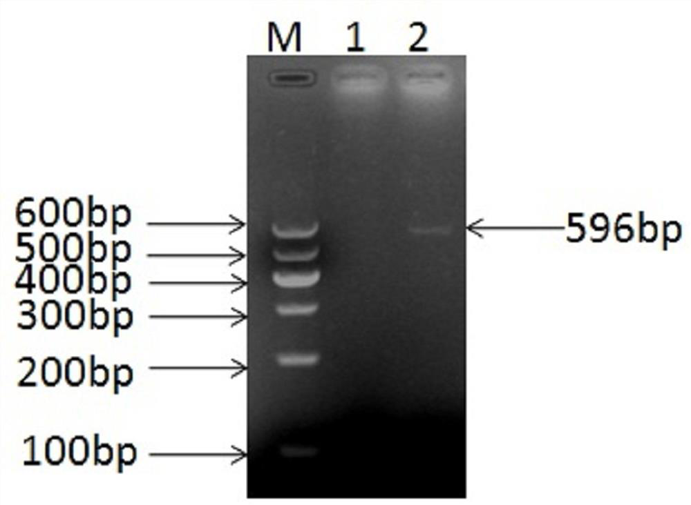 An ELISA kit for rapid detection of antibodies against Mycoplasma ovine pneumonia