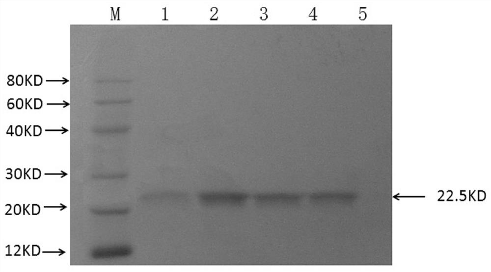 An ELISA kit for rapid detection of antibodies against Mycoplasma ovine pneumonia