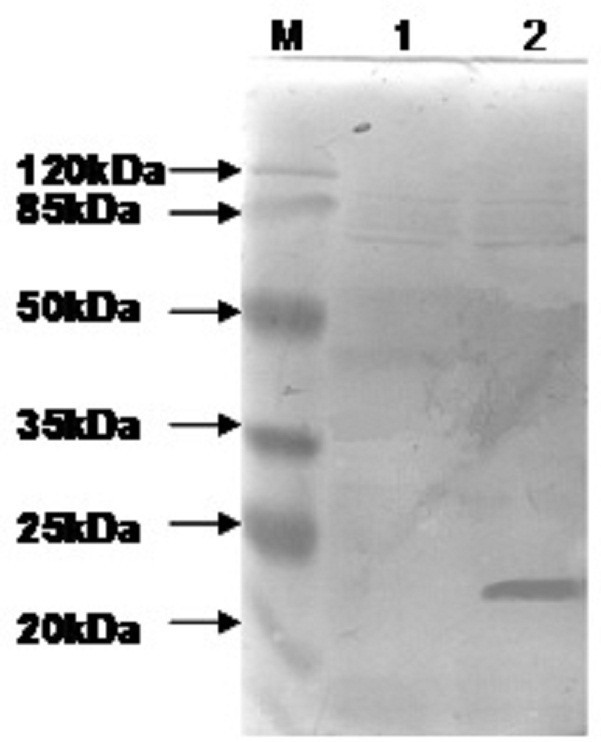 An ELISA kit for rapid detection of antibodies against Mycoplasma ovine pneumonia