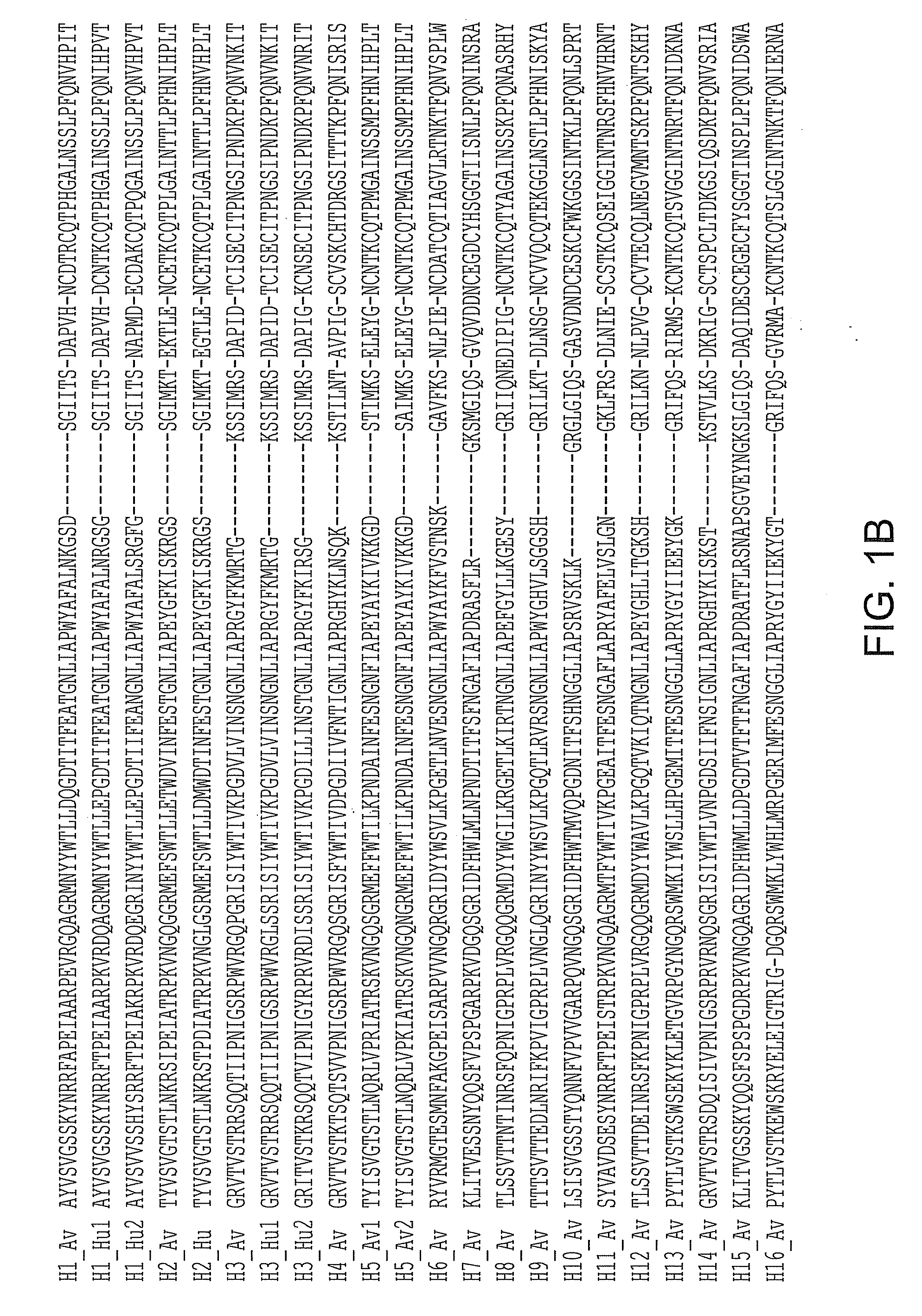 Hemagglutinin polypeptides, and reagents and methods relating thereto