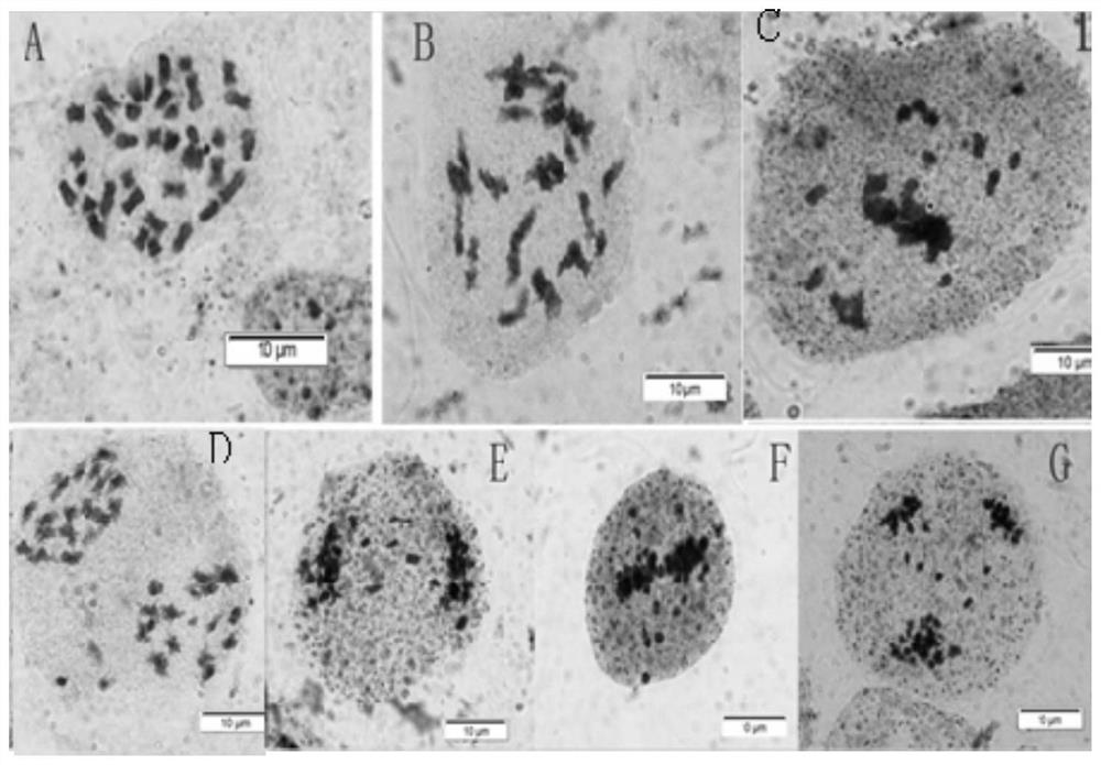 Application of Ethiopian Brassica in the Breeding of Brassica napus Lines with Limited Inflorescences