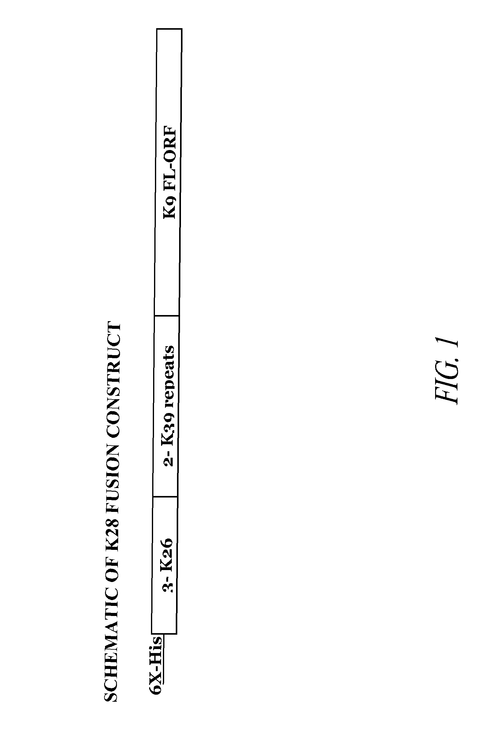 Fusion proteins and their use in the diagnosis and treatment of leishmaniasis