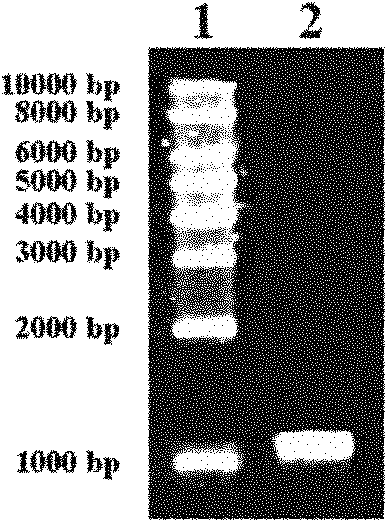 Genetic engineering bacteria for producing high-purity cephalosporin C and application thereof