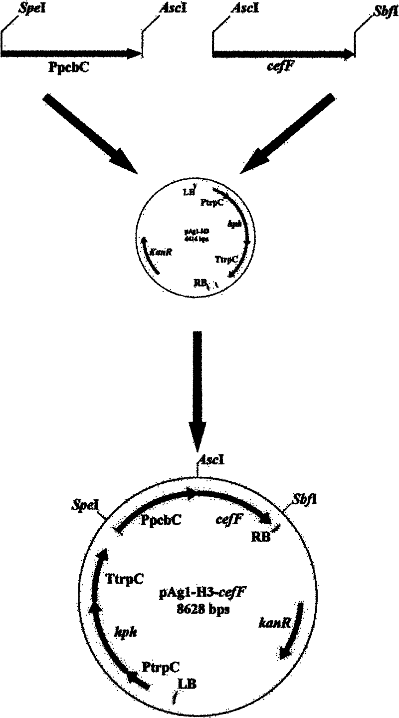 Genetic engineering bacteria for producing high-purity cephalosporin C and application thereof