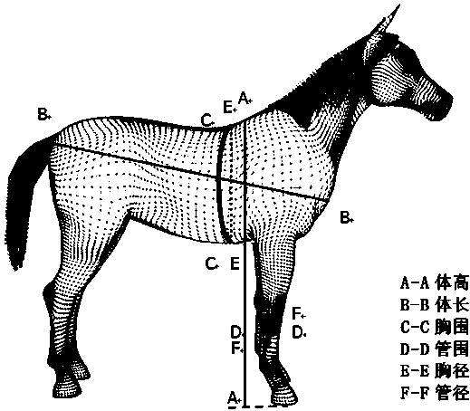 Horse body measurement system and data correction method based on 3D