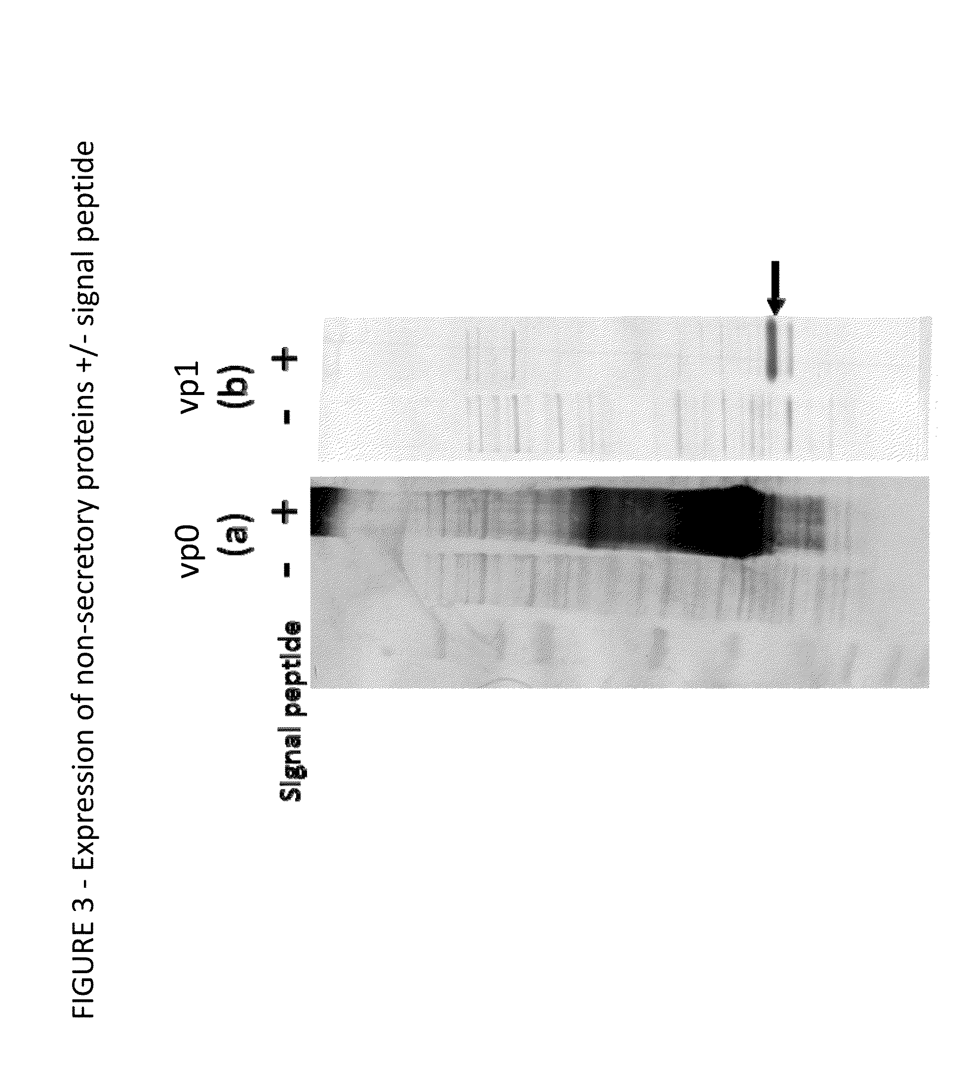 Enhanced expression of picornavirus proteins