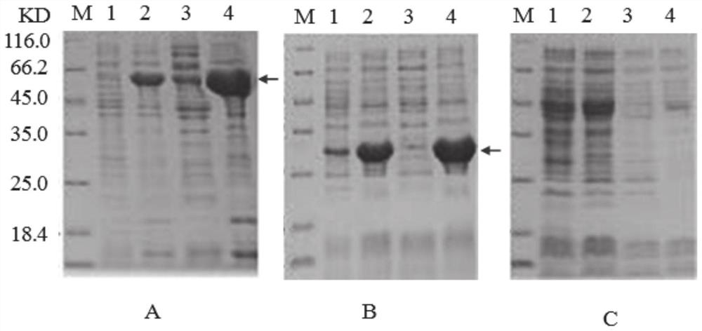 Preparation method and application of grass carp TNF-[alpha] recombinant protein