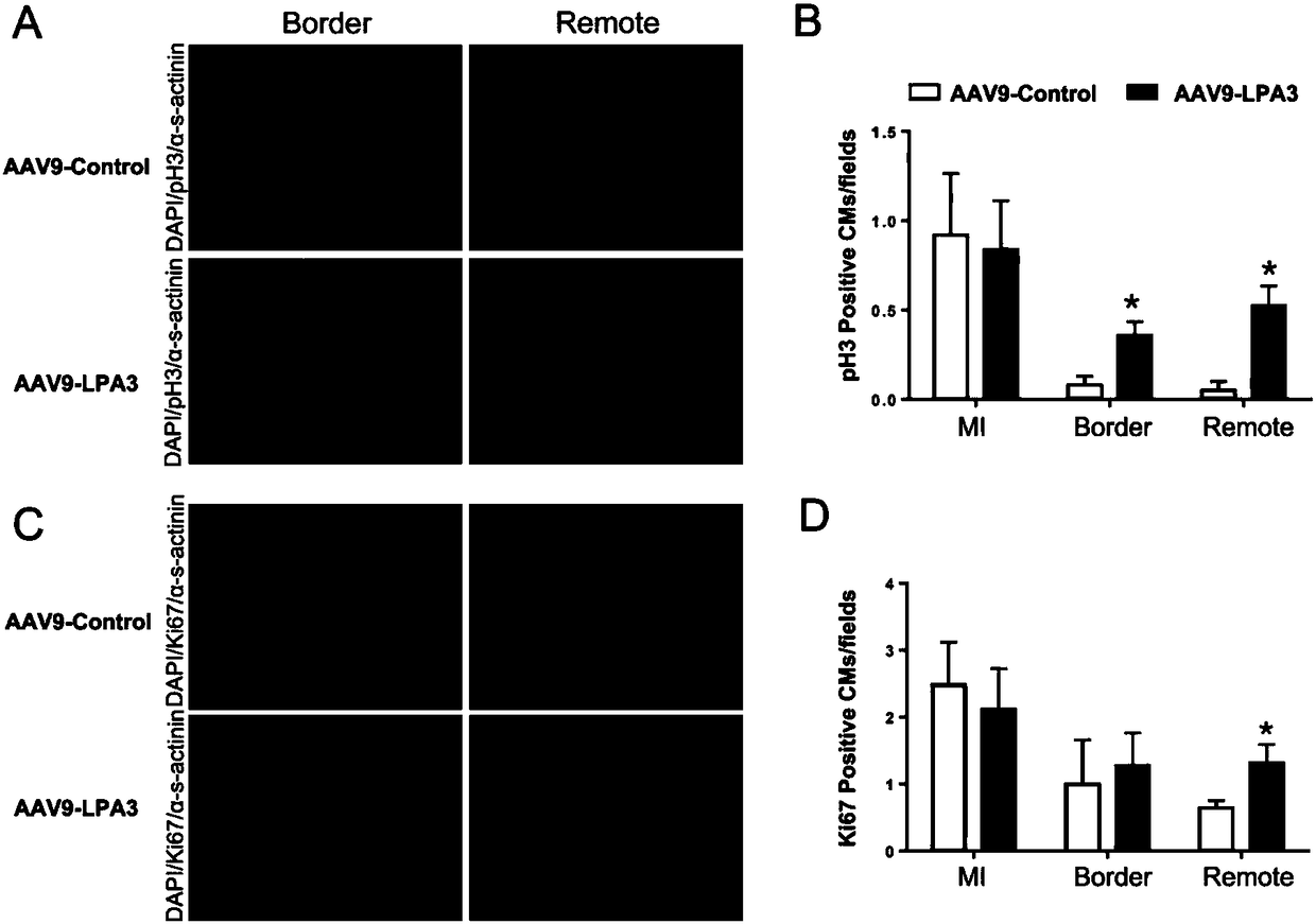 Application of lysophosphatidic acid, lysophosphatidic acid receptor 3 and lysophosphatidic acid receptor 3 agonist