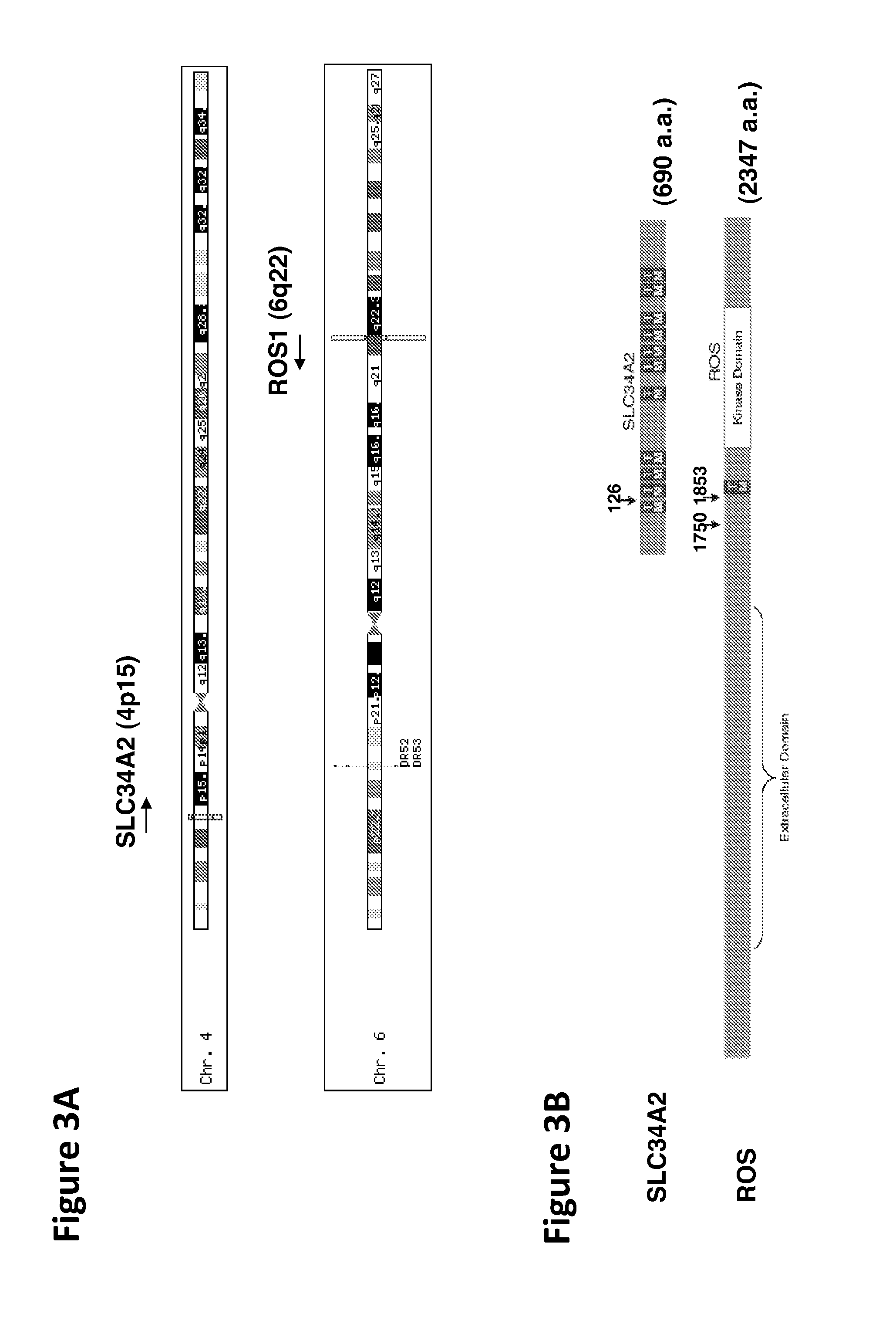 ROS Kinase in Lung Cancer