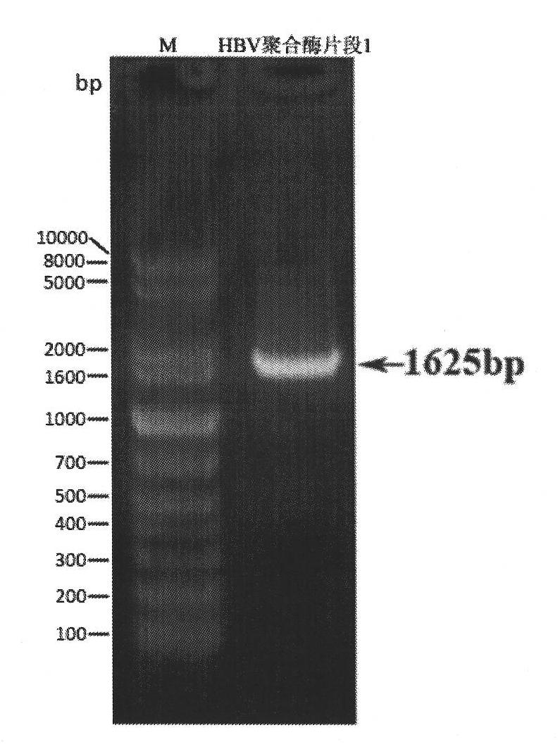 siRNA molecule interfering HBV gene and application thereof