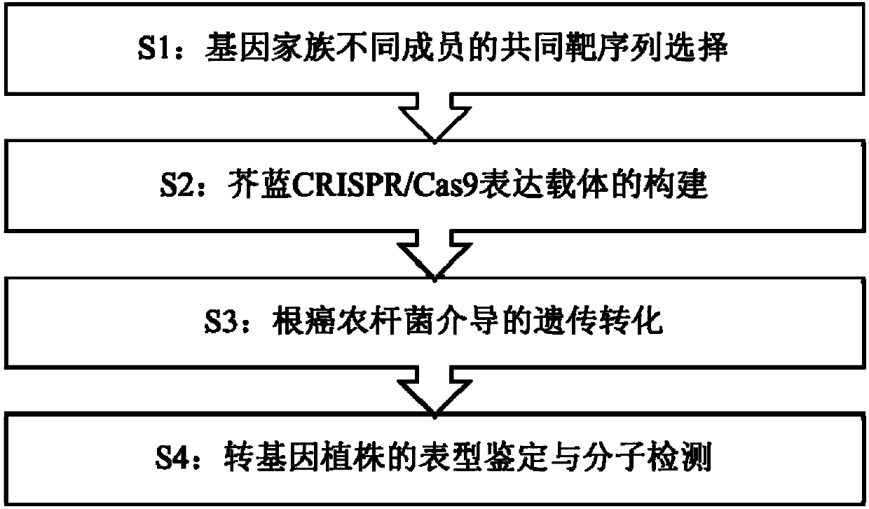 High-efficiency preparation method for simultaneously preparing multiple member mutants of same gene family of cabbage mustard