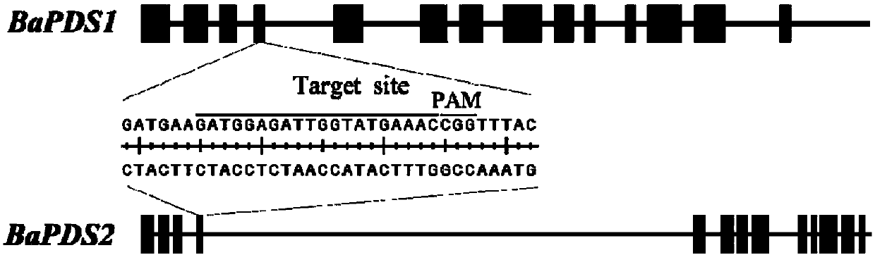 High-efficiency preparation method for simultaneously preparing multiple member mutants of same gene family of cabbage mustard