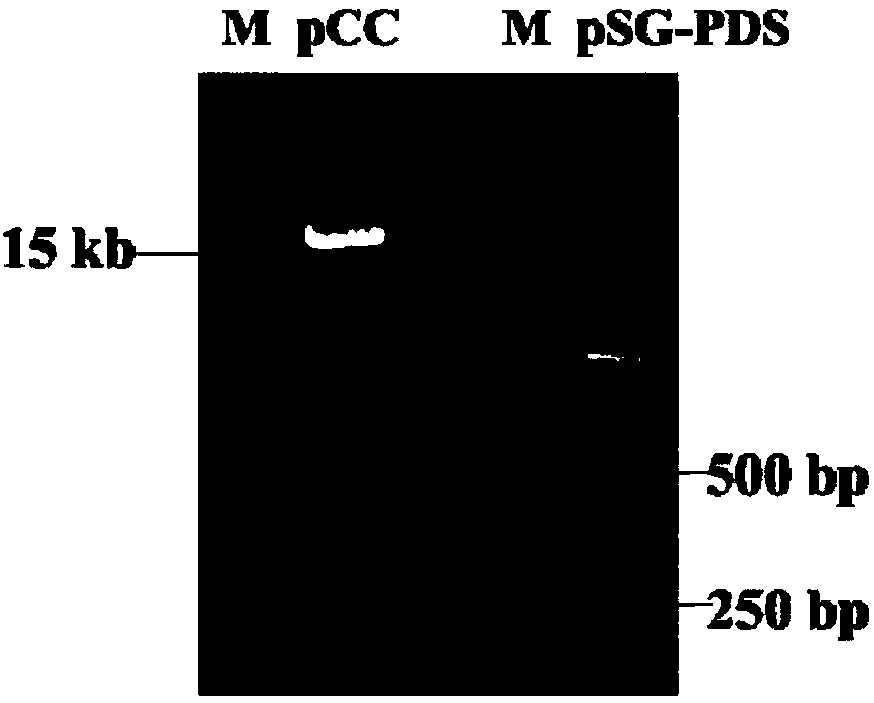 High-efficiency preparation method for simultaneously preparing multiple member mutants of same gene family of cabbage mustard