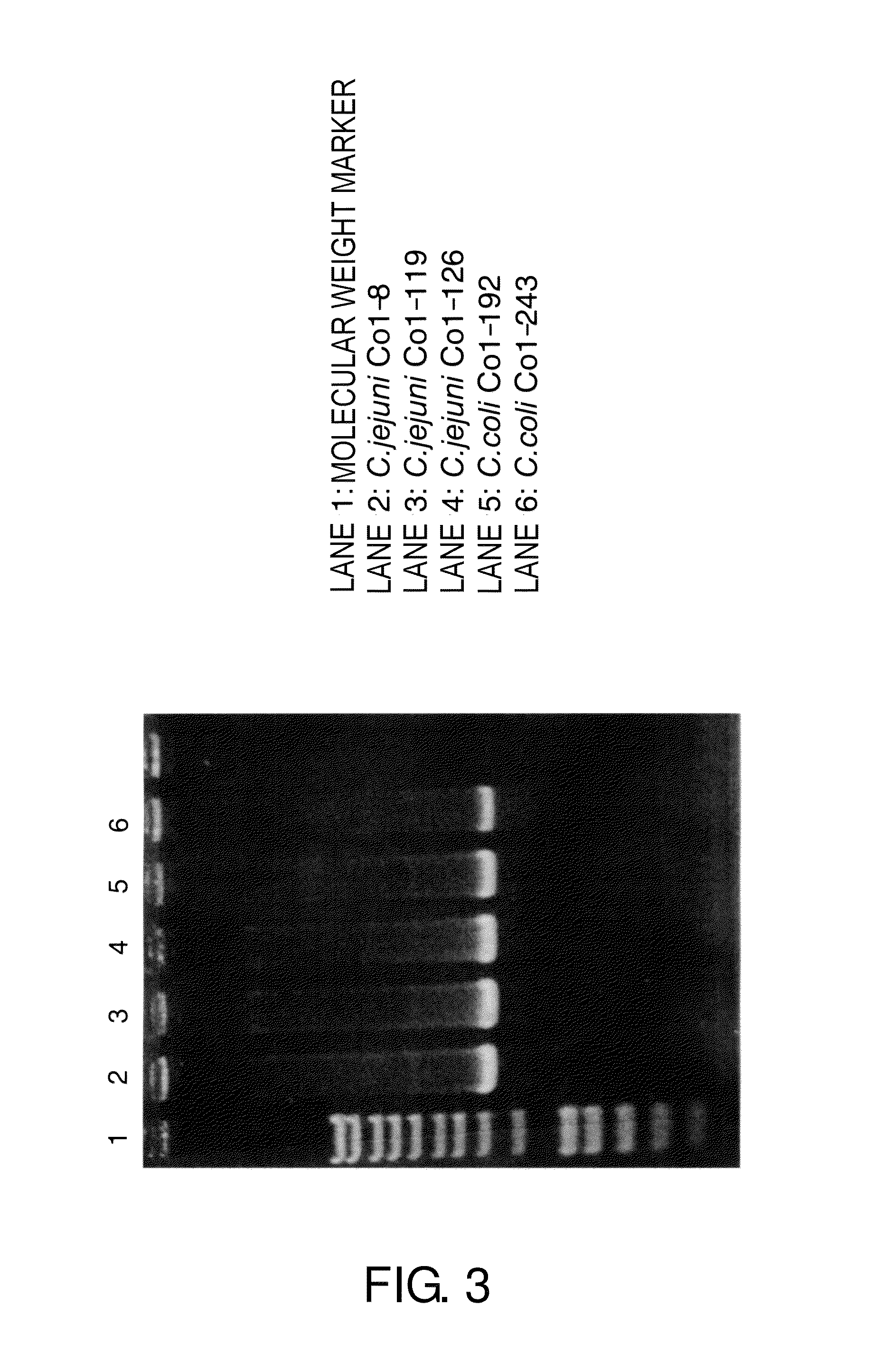 Detection of bacteria belonging to the genus <i>Campylobacter </i>by targeting cytolethal distending toxin