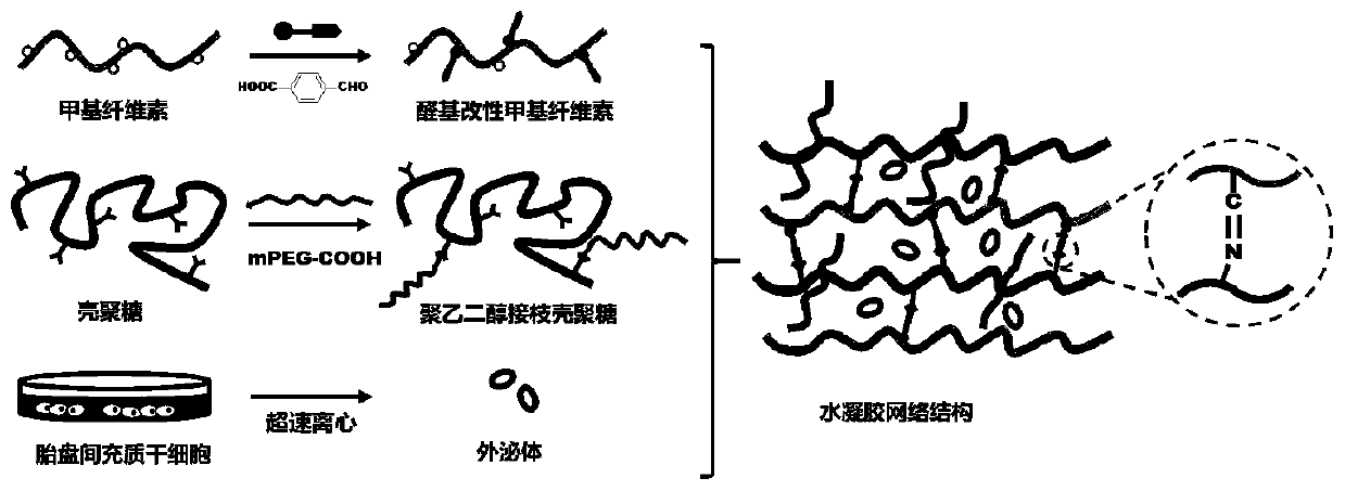 Self-healing hydrogel entrapping exosome as well as preparation method and application thereof