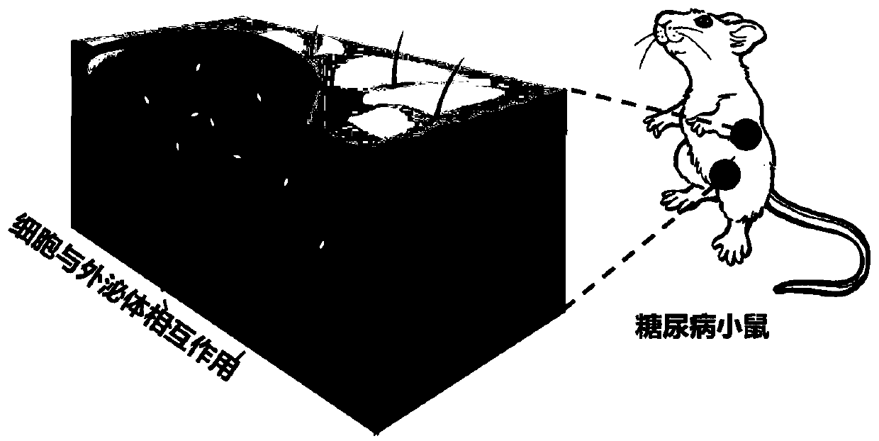 Self-healing hydrogel entrapping exosome as well as preparation method and application thereof